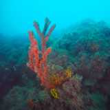 Ma gli esperti sono riusciti a distinguere anche esemplari di briozoi, come la Myriapora truncata, detto anche �falso corallo� per il suo rosso intenso